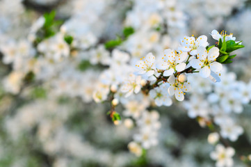 White Cherry Blossom.