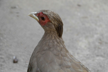 Partridge