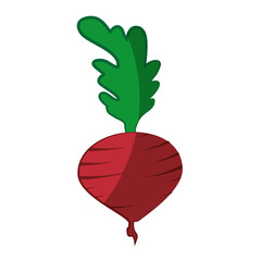 radish vegetable icon over white background vector illustration
