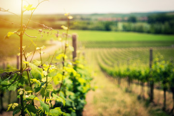 Vineyard landscape in early summer closeup