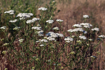 Yarrow (Achillea collina)