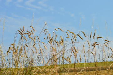 Getreide im Wind