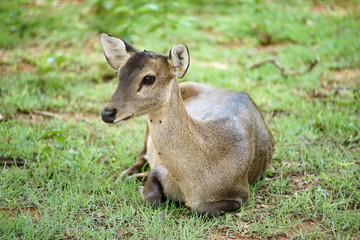 cute doe sitting in front of the camera