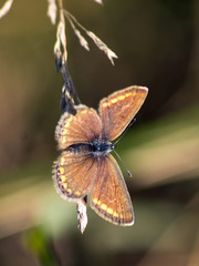 large skipper (Ochlodes sylvanus)