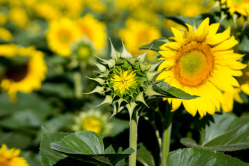The sunflower (Helianthus annuus) is an important crop.