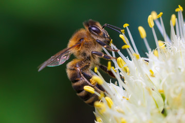 Honey bee harvesting pollen on the onion flower
