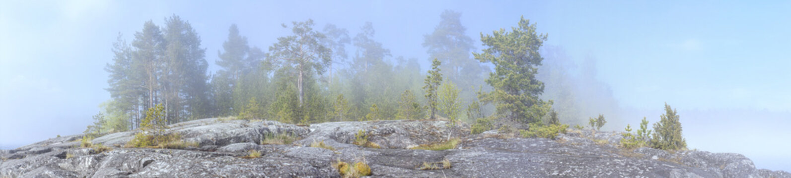 Pines in the fog on the rocks