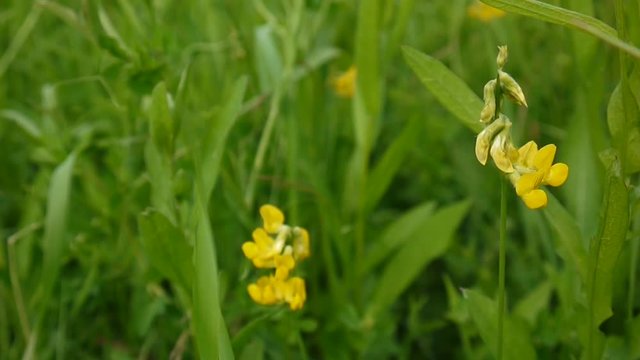 Rank grassland wild flower in the meadow. Footage shooting static camera close up. Lathyrus pratensis