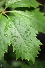 krople na liściu - po deszczu  © agarianna