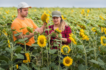 Young farmers examining crop of sunflowers in fields during summer
