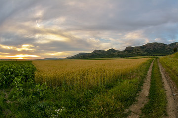 sunset over wheat field