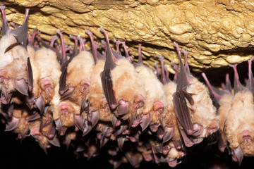 Group of Greater horseshoe bat (Rhinolophus ferrumequinum)