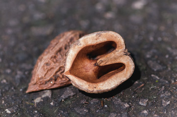 The hazelnut on the ground