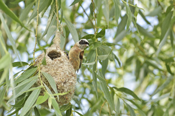 Bird Penduline Tit on a nest