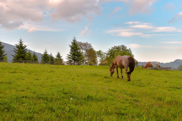 Fototapeta na wymiar hourses at the meadow with green grass