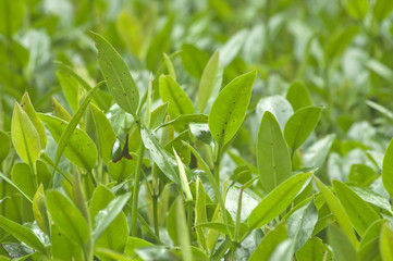 Summer branch with fresh green leaves