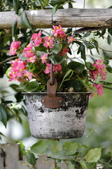 A metal bucket hanging from the bushy full of flowers