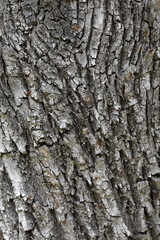 Background represented by a thick tree bark
