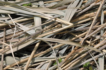 Background of bamboo canes