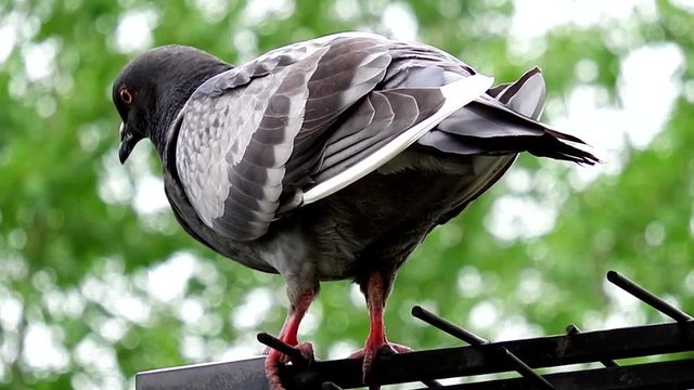 The pigeon sits on the antenna