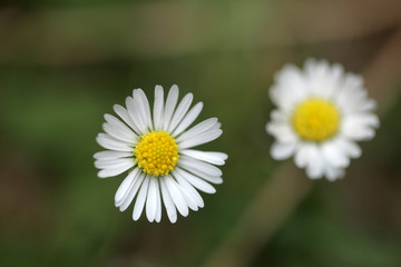 biało - żółty kwiat - makro