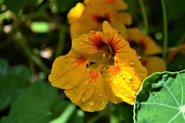 Gelbe Blume mit Wassertropfen