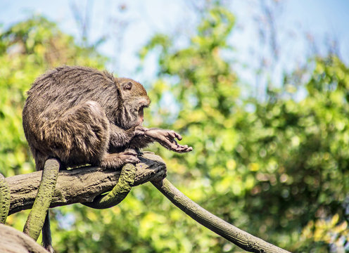 ein Taiwan Makake bettelt mit der Hand