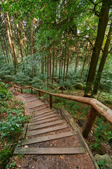 Fototapeta premium Road in forest, trail in Saxon Switzerland