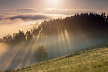 Beautiful summer sunrise of the foggy forest