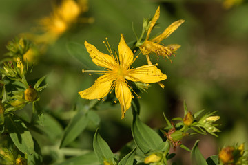 Johanniskraut Blüte