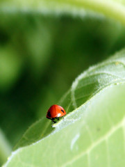 ladybird
