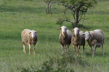 Fototapeta premium Moutons du Larzac