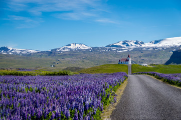 Field of Artic Lupins, Iceland
