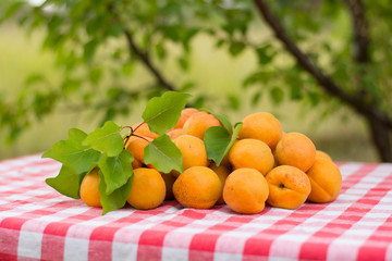 A lot of apricots on a table with a tablecloth in a red and white cage in the garden