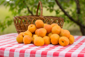 A bunch of apricots near a wicker basket on a table with a tablecloth in a red and white cage in...