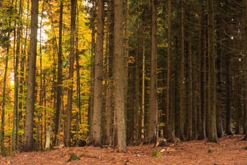 Obraz premium golden mountain forest during autumn fallen leaves nature background wallpaper