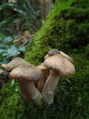 Snail and mushrooms in the forest in the moss