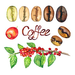 Coffee branch with fruits and line of level coffee roasts from light to dark, isolated hand painted watercolor illustration and inscription