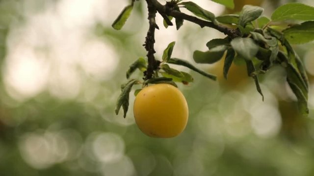 Ripe yellow berry on a branch