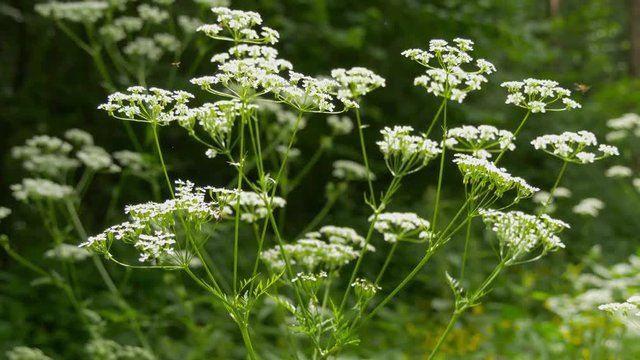 Flowers Conium Maculatum Or Poison Hemlock