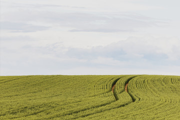 Fototapeta na wymiar well-trodden path through the cornfield