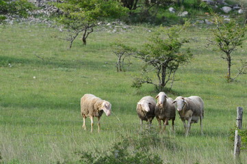 Moutons du Larzac