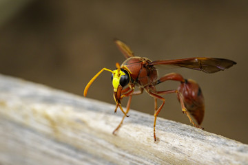 Image of potter wasp (Delta sp, Eumeninae) on dry timber. Insect Animal