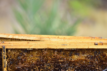 Detail of a division board en una colmena, a beekeeper preparing the extraction of the honey.