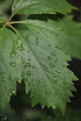 dzikie wino po deszczu - liść detal