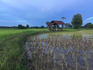Хижина в поле 