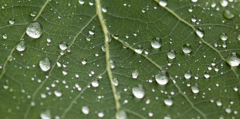 Green leaf with drops of dew