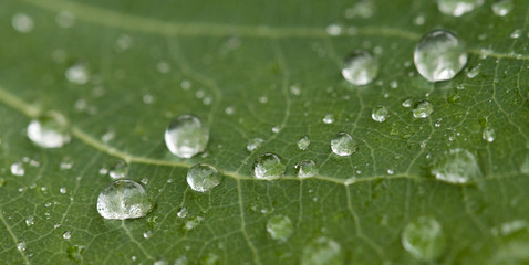 Green leaf with drops of dew