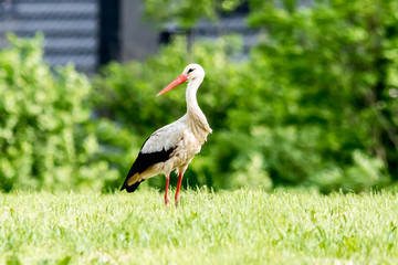 Fototapeta premium Ein Weißstorch auf einer Wiese