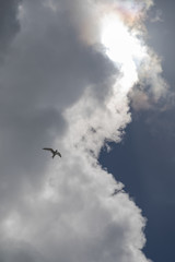 真夏の空を飛ぶアジサシ